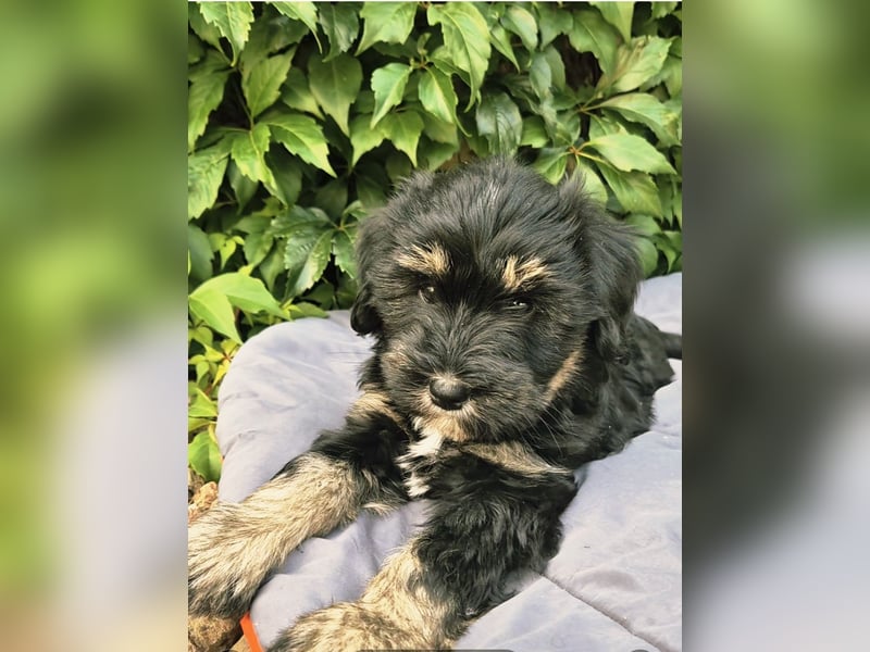 " wir dürfen ausziehen " bezaubernde Tibet Terrier Welpen aus liebervoller Zucht..