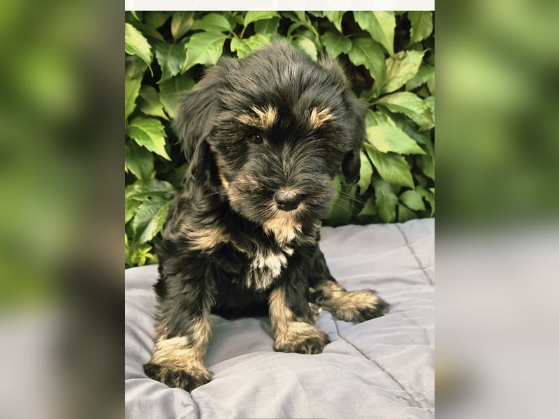 " wir dürfen ausziehen " bezaubernde Tibet Terrier Welpen aus liebervoller Zucht..