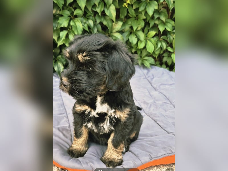 " wir dürfen ausziehen " bezaubernde Tibet Terrier Welpen aus liebervoller Zucht..