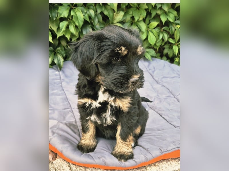 " wir dürfen ausziehen " bezaubernde Tibet Terrier Welpen aus liebervoller Zucht..
