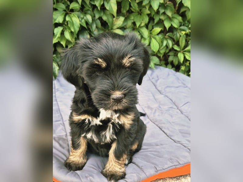 " wir dürfen ausziehen " bezaubernde Tibet Terrier Welpen aus liebervoller Zucht..