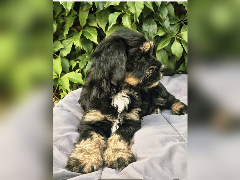 " wir dürfen ausziehen " bezaubernde Tibet Terrier Welpen aus liebervoller Zucht..