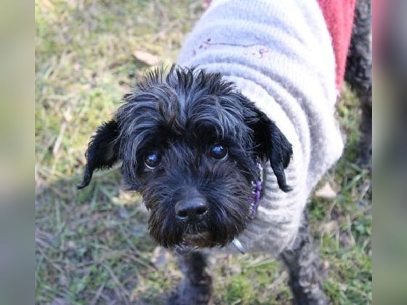 Lucy, Tibet Terrier, geb. 2012, liebe, rüstige Seniorin sucht ein Zuhause