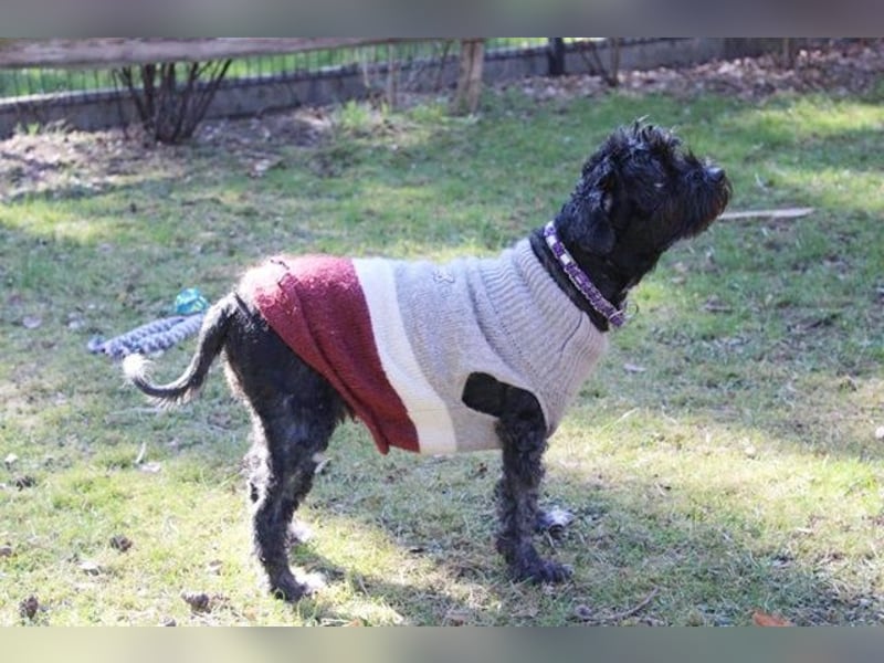 Lucy, Tibet Terrier, geb. 2012, liebe, rüstige Seniorin sucht ein Zuhause