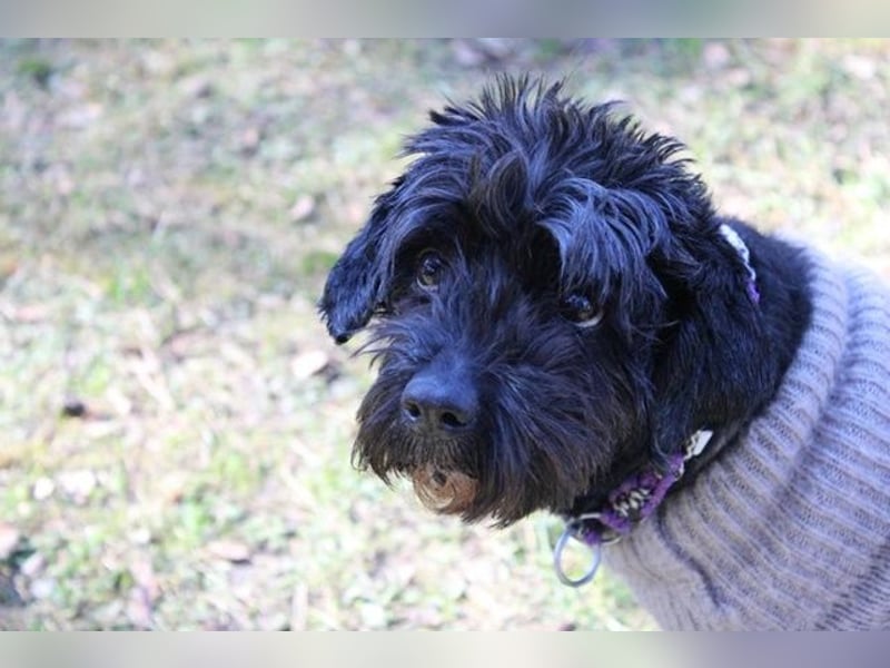 Lucy, Tibet Terrier, geb. 2012, liebe, rüstige Seniorin sucht ein Zuhause