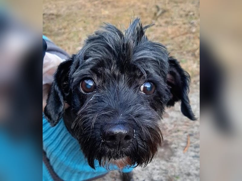 Lucy, Tibet Terrier, geb. 2012, liebe, rüstige Seniorin sucht ein Zuhause
