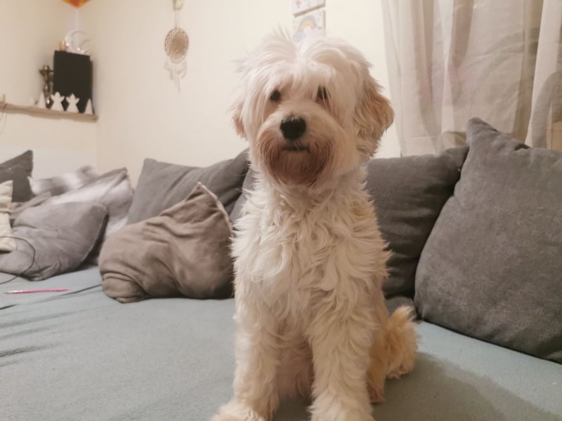 Tibet Terrier Rüden  suchen ein neues Zuhause