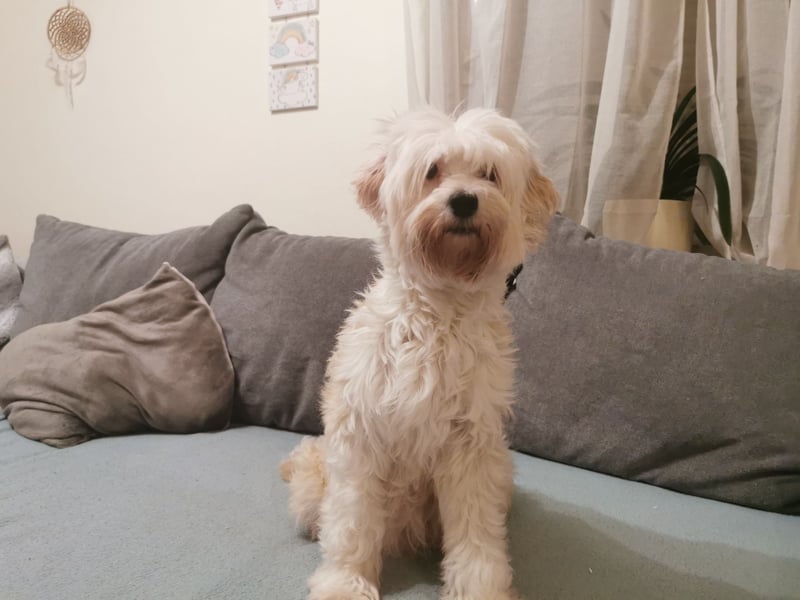 Tibet Terrier Rüden  suchen ein neues Zuhause