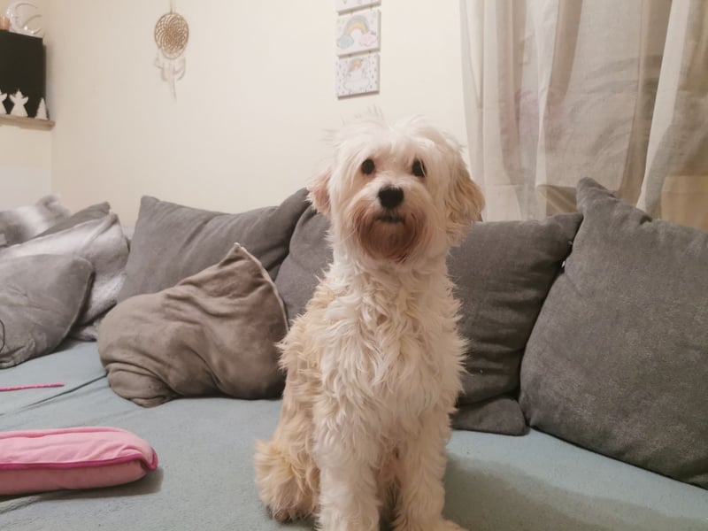 Tibet Terrier Rüden  suchen ein neues Zuhause
