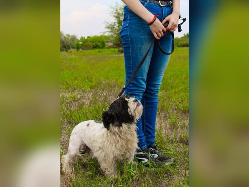 Pele, Tibet Terrier Mix, geb. 2024, su. hunderefahrene Besitzer