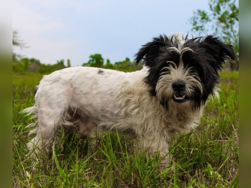 Pele, Tibet Terrier Mix, geb. 2024, su. hunderefahrene Besitzer