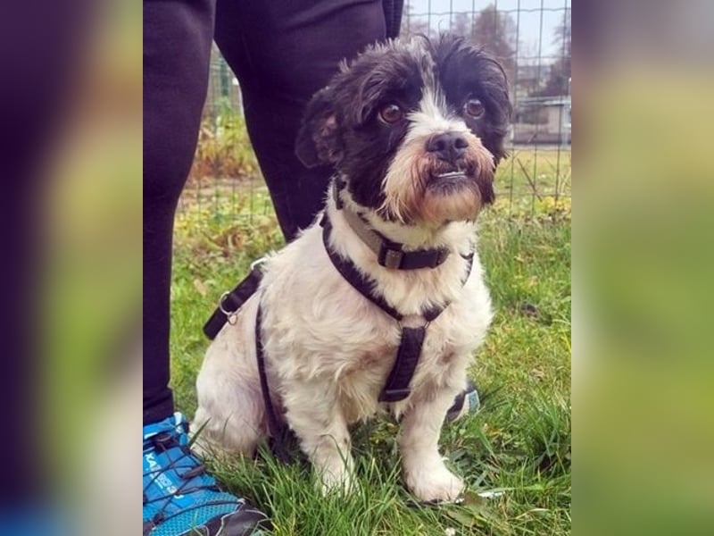 Pele, Tibet Terrier Mix, geb. 2024, su. hunderefahrene Besitzer