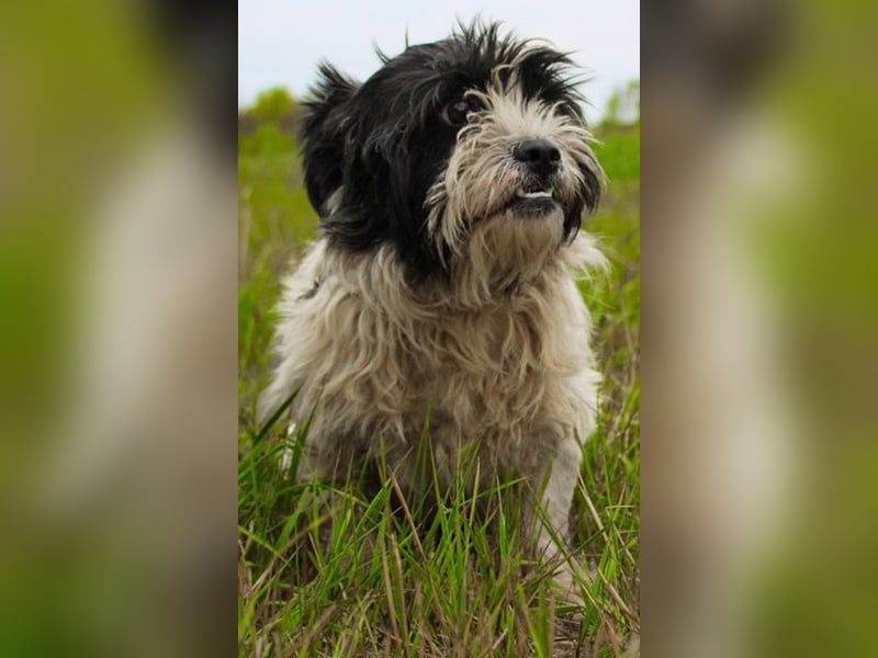 Pele, Tibet Terrier Mix, geb. 2024, su. hunderefahrene Besitzer