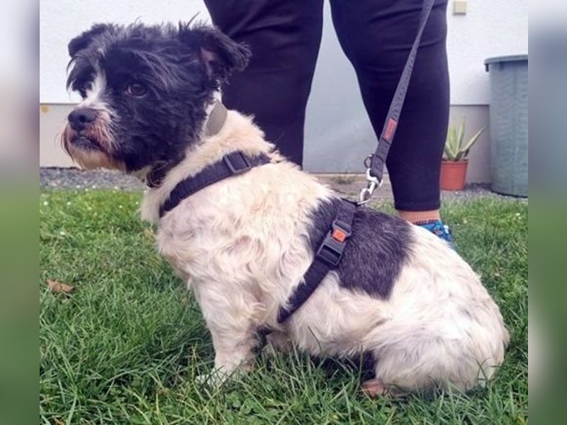 Pele, Tibet Terrier Mix, geb. 2024, su. hunderefahrene Besitzer