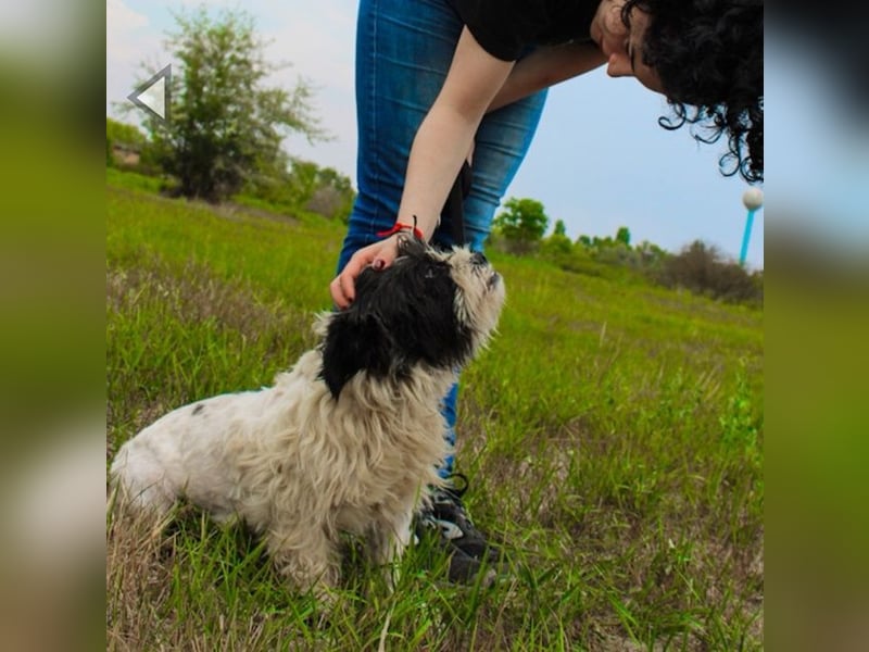 Pele, Tibet Terrier Mix, geb. 2024, su. hunderefahrene Besitzer