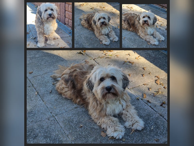 Liebe Hündinnen  (Tibet Terrier/Tibet-Mix) in liebe Hände abzugeben.