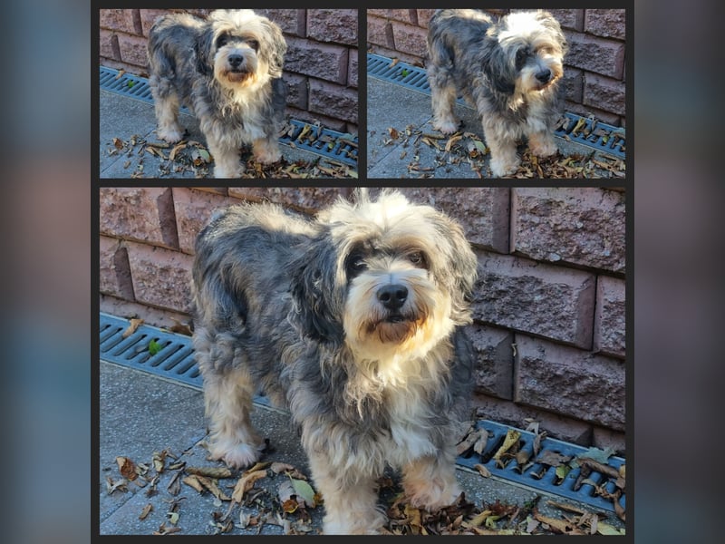 Liebe Hündinnen  (Tibet Terrier/Tibet-Mix) in liebe Hände abzugeben.