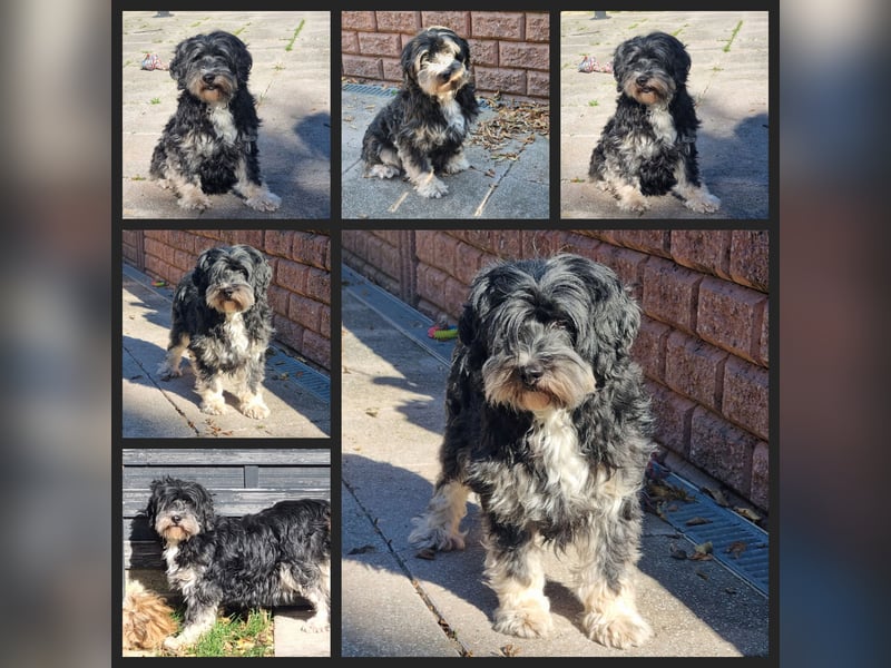 Liebe Hündinnen  (Tibet Terrier/Tibet-Mix) in liebe Hände abzugeben.
