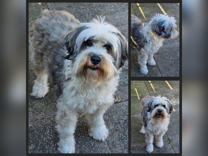 Liebe Hündinnen  (Tibet Terrier/Tibet-Mix) in liebe Hände abzugeben.