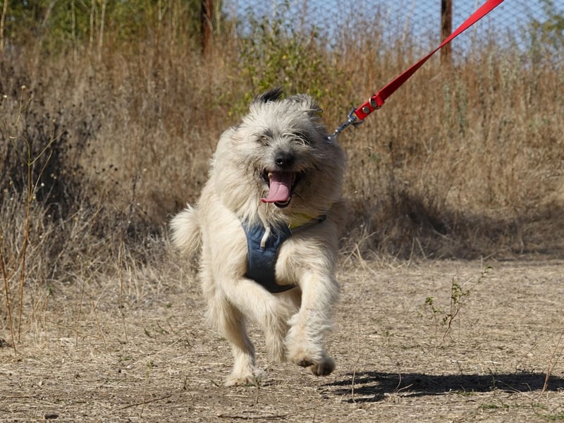 Clark sucht ein neues Zuhause