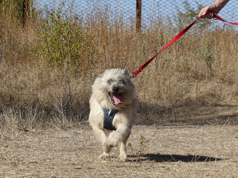 Clark sucht ein neues Zuhause