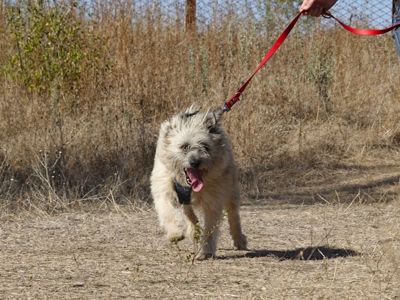 Clark sucht ein neues Zuhause