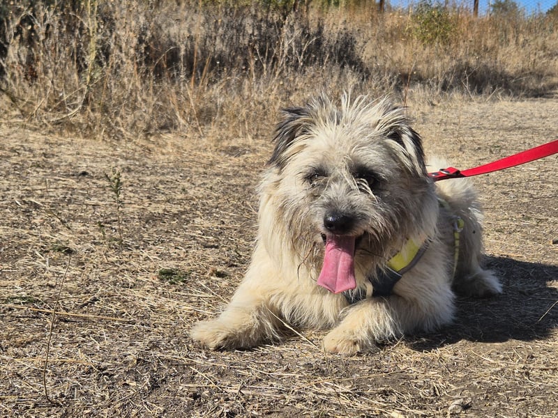 Clark sucht ein neues Zuhause