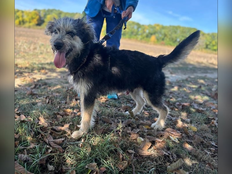 Ozzy sucht ein Herz, das ihn liebt