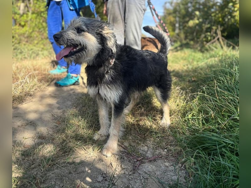 Ozzy sucht ein Herz, das ihn liebt