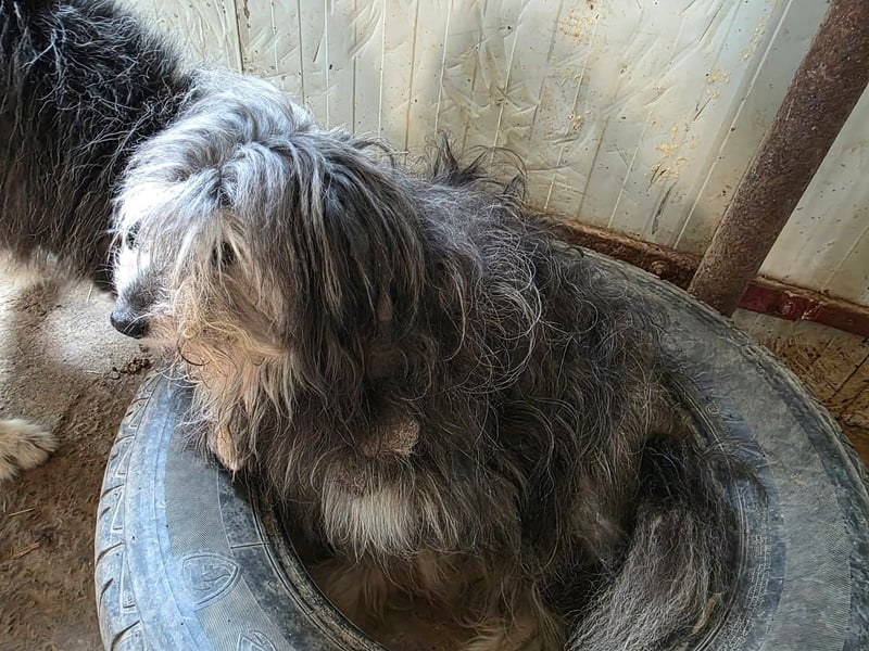 Fluffy - kleine Wuschelmaus