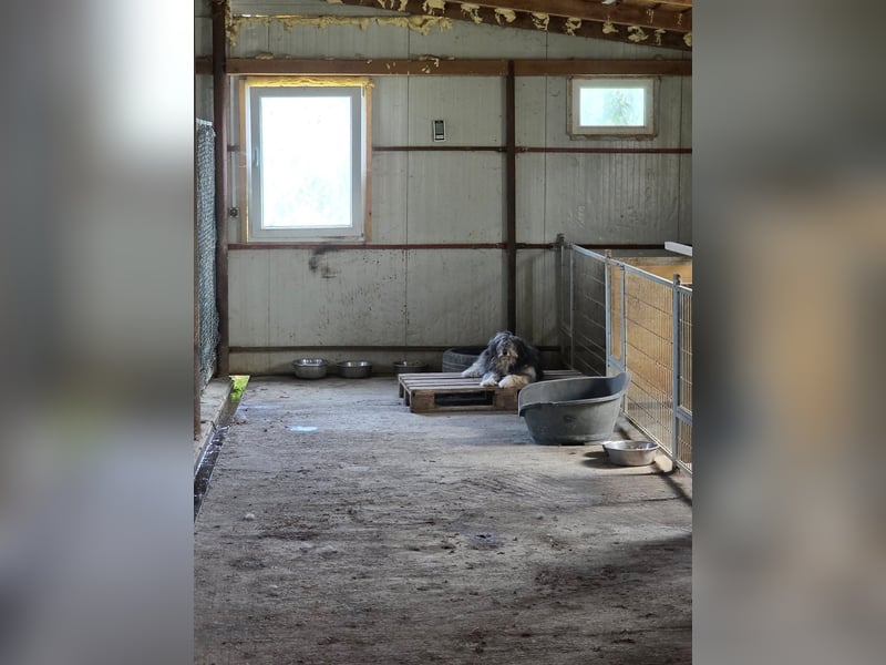 Fluffy - kleine Wuschelmaus