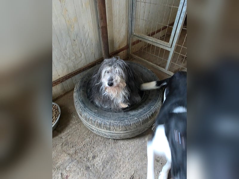 Fluffy - kleine Wuschelmaus