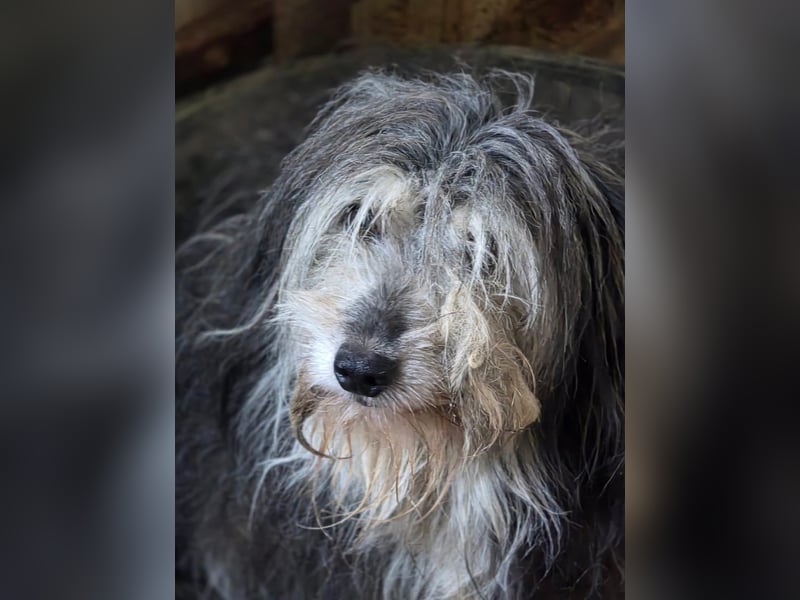 Fluffy - kleine Wuschelmaus