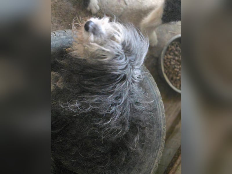 Fluffy - kleine Wuschelmaus