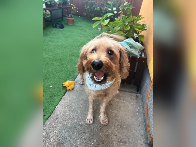 Herzenshund Samson sucht ein liebevolles Zuhause