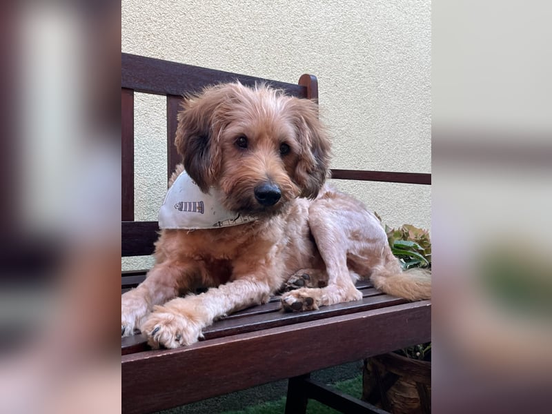 Herzenshund Samson sucht ein liebevolles Zuhause