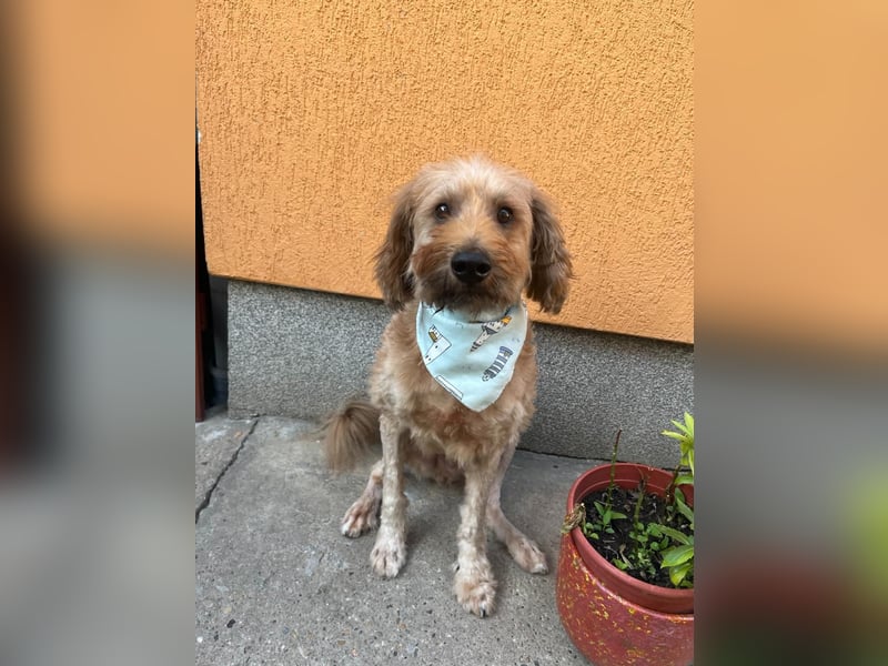 Herzenshund Samson sucht ein liebevolles Zuhause