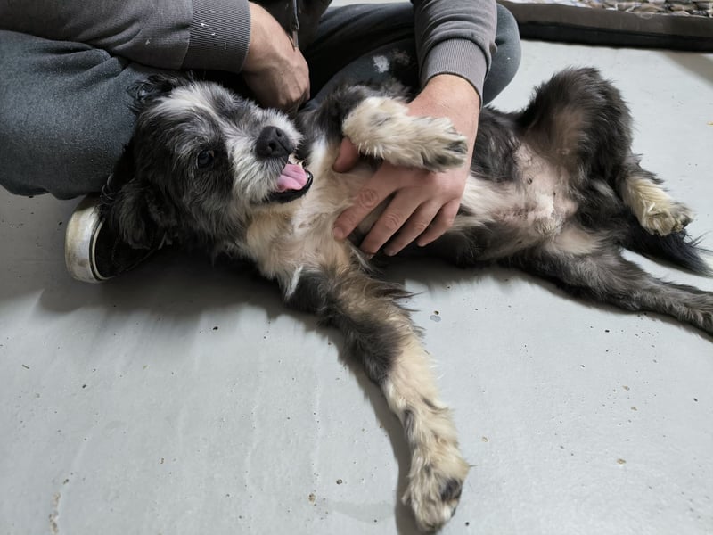 Charlie sucht ein neues Zuhause