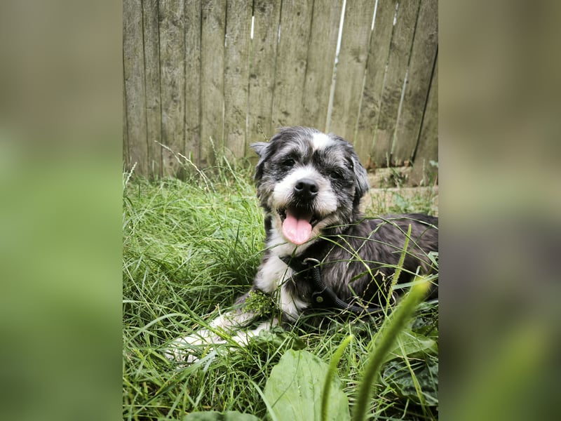 Charlie sucht ein neues Zuhause