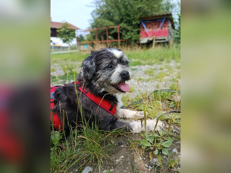 Charlie sucht ein neues Zuhause