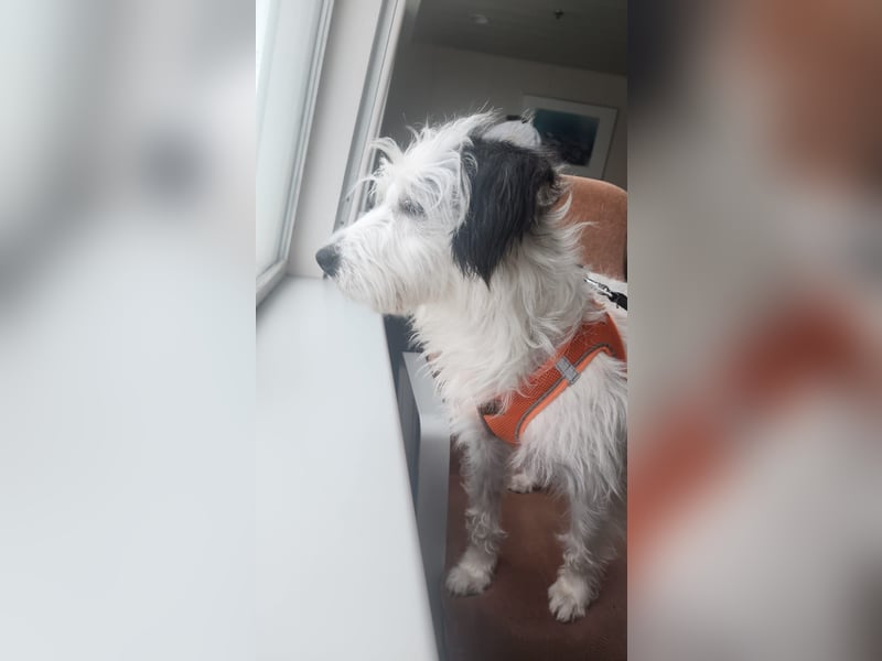 Bella terrier hündin