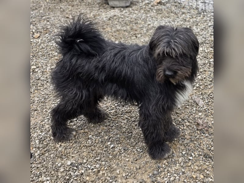 Nakoto möchte das Tierheim verlassen