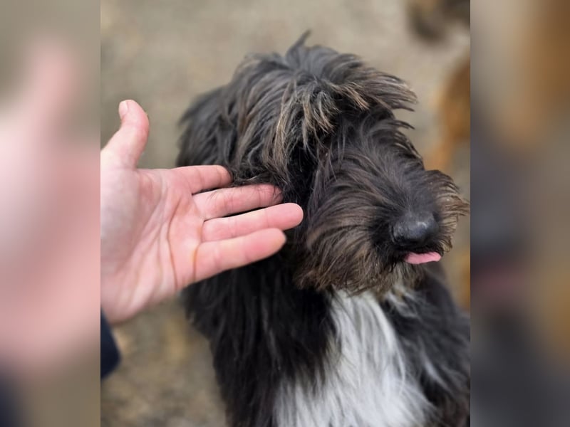 Nakoto möchte das Tierheim verlassen