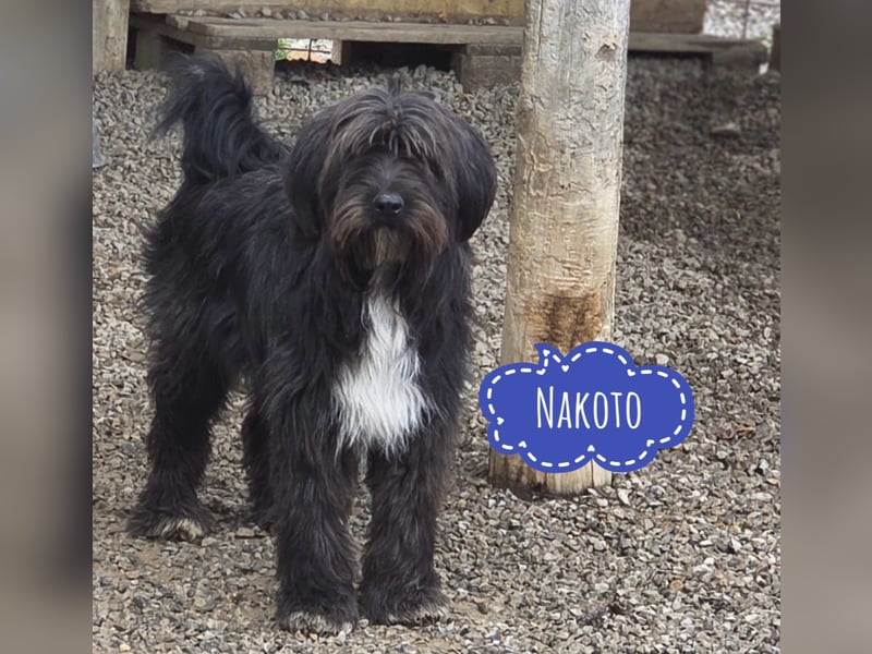 Nakoto möchte das Tierheim verlassen