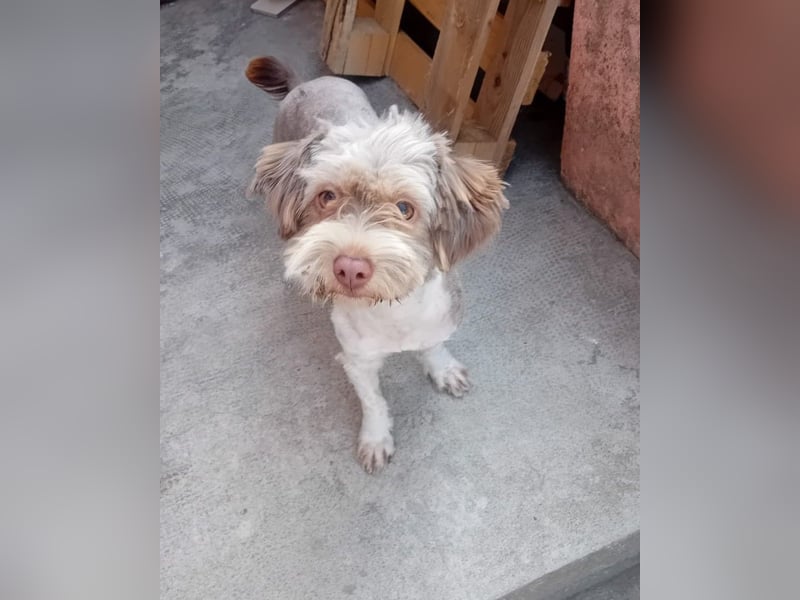 Mini Tibet-Terrier-Malteser-Mix ELLA sucht eine Familie!