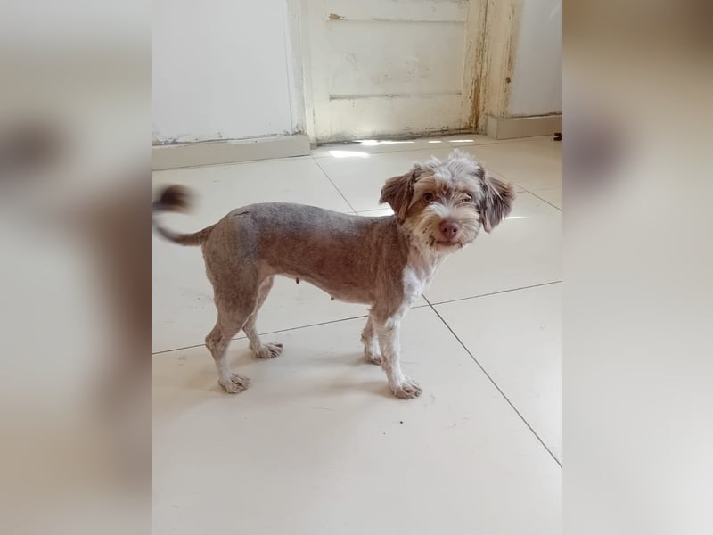 Mini Tibet-Terrier-Malteser-Mix ELLA sucht eine Familie!