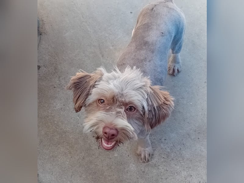 Mini Tibet-Terrier-Malteser-Mix ELLA sucht eine Familie!