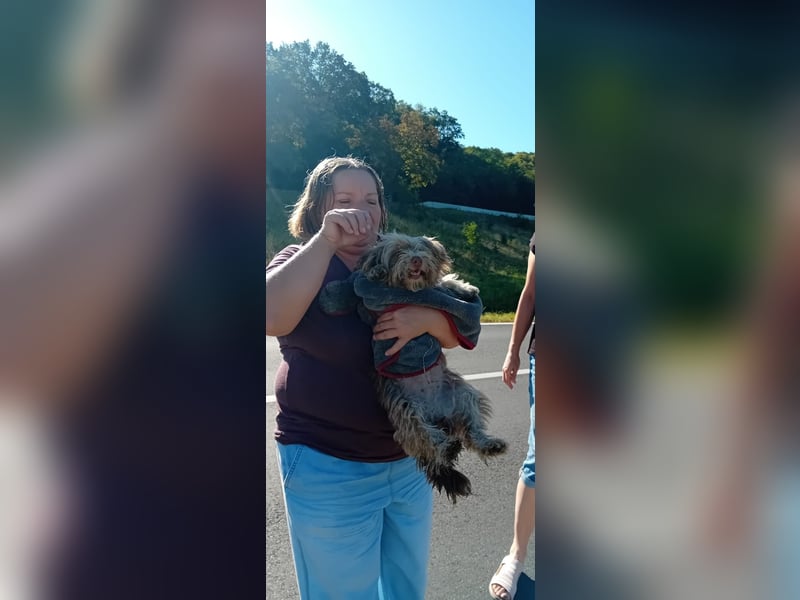 Mini Tibet-Terrier-Malteser-Mix ELLA sucht eine Familie!