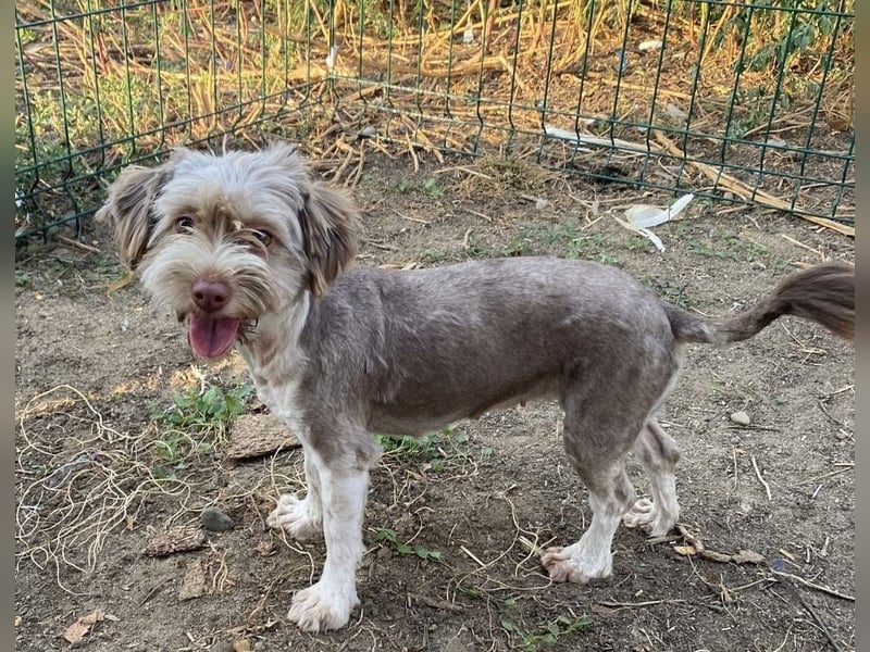 Mini Tibet-Terrier-Malteser-Bichon Mix SUZI sucht eine Familie!