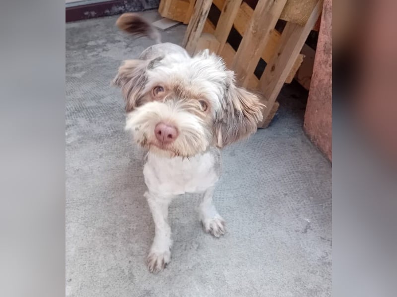 Mini Tibet-Terrier-Malteser-Mix ELLA sucht eine Familie!